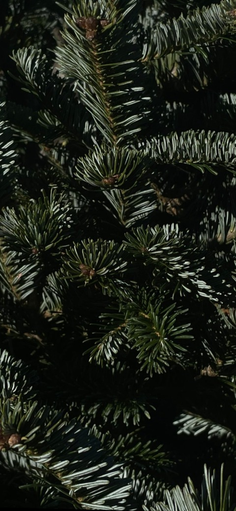 acrobvt header picture leakfans.com