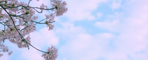 acutenymph header picture leakfans.com