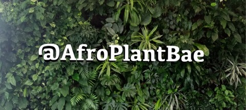 Header of afroplantbae