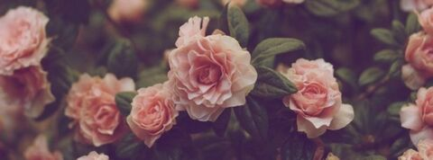 aleyna.free header picture leakfans.com