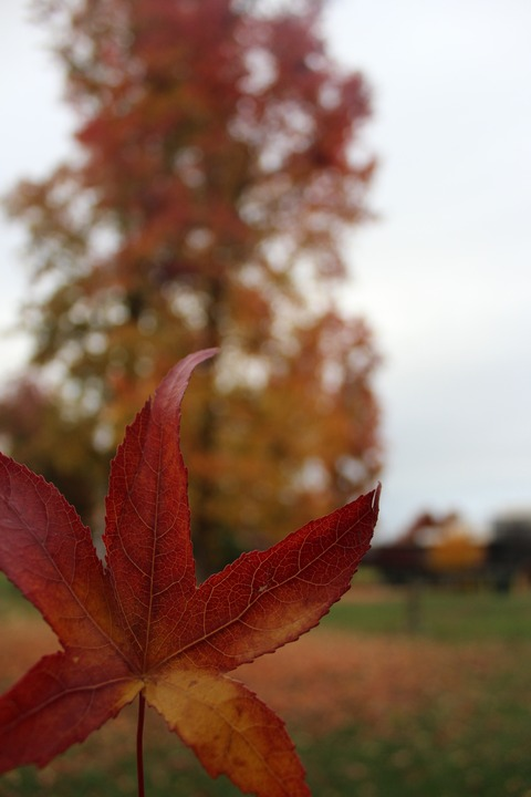 allarca header picture leakfans.com