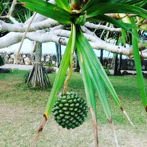 allie_zeon header picture leakfans.com