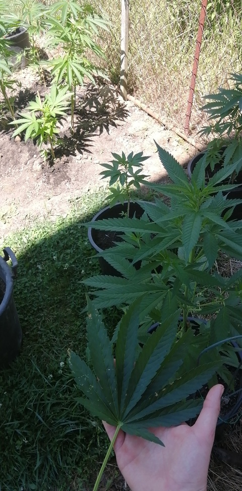 always.hornyy header picture leakfans.com