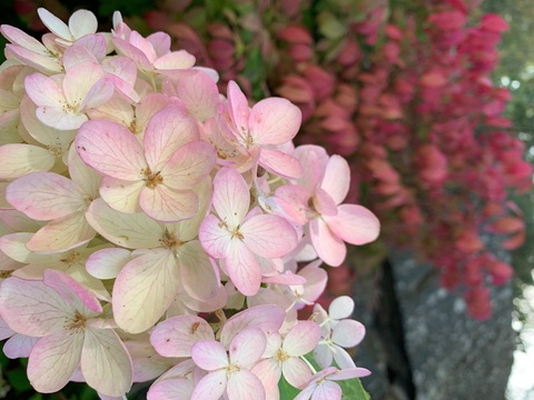 amandadevilles header picture leakfans.com