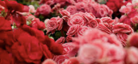 andeewitthacandee header picture leakfans.com