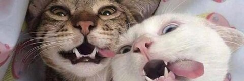 andressinha header picture leakfans.com