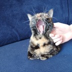 annandthecats profile picture leakfans.com