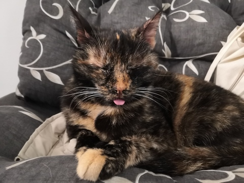 annandthecats header picture leakfans.com