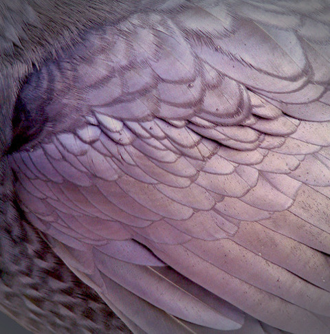 annaxnicolex header picture leakfans.com