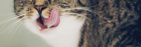 anniinanam header picture leakfans.com