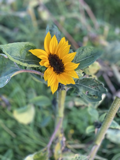 arbroath header picture leakfans.com