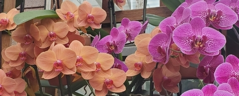 ariessuccubus header picture leakfans.com