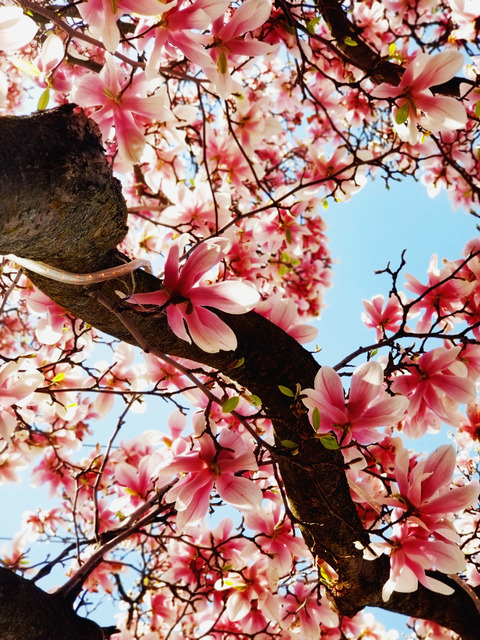 ava_adorex_free header picture leakfans.com