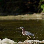 avian-enjoyer profile picture