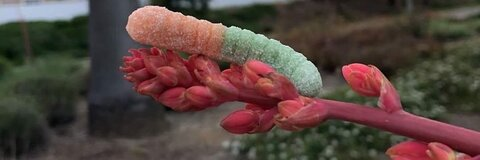 avocados header picture leakfans.com