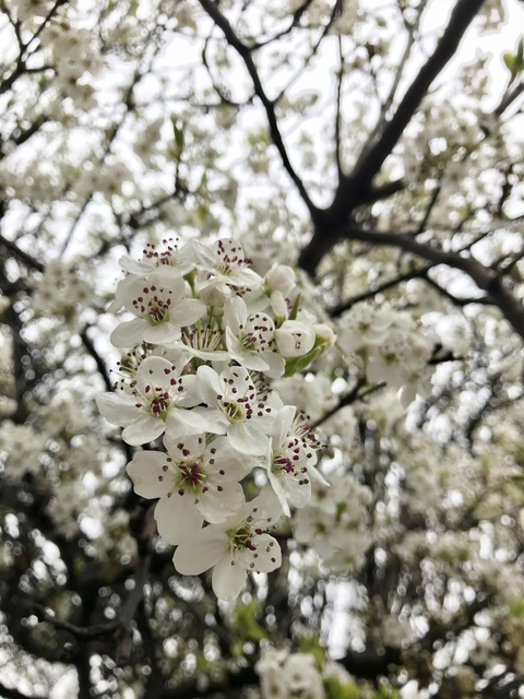 badvvolf header picture leakfans.com