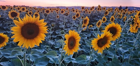 bananas-and-cream header picture leakfans.com