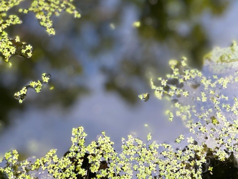 baremommabear header picture leakfans.com