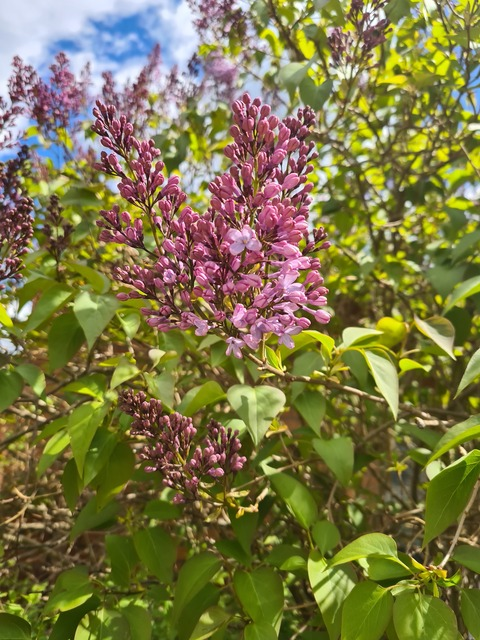 bbw_cutie header picture leakfans.com