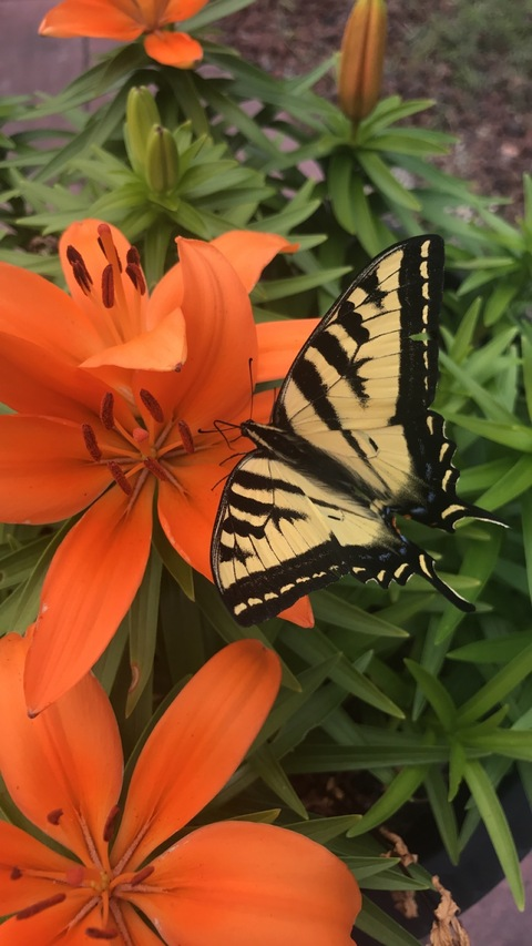 bbylilithxoxo header picture leakfans.com