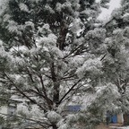 beardeddadbod77 profile picture leakfans.com