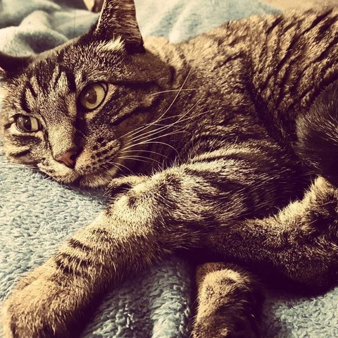 bellacurves69 header picture leakfans.com