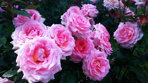 bigbboi header picture leakfans.com