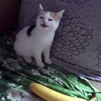 bigcatdog profile picture leakfans.com