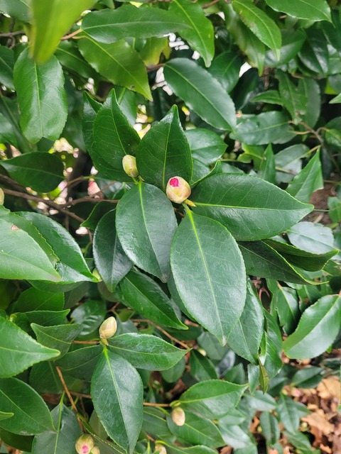 blossomkitsune1 header picture leakfans.com