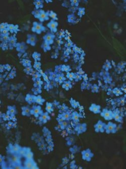 bluemoonbabee header picture leakfans.com