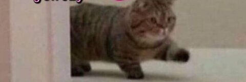 bonderito header picture leakfans.com