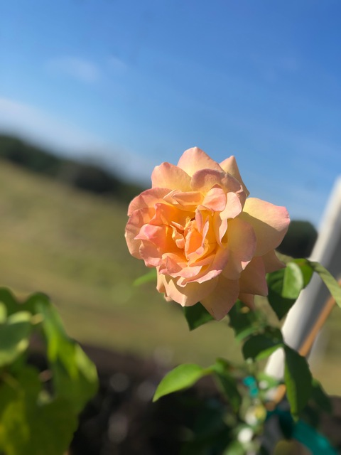 boner-donor69 header picture leakfans.com