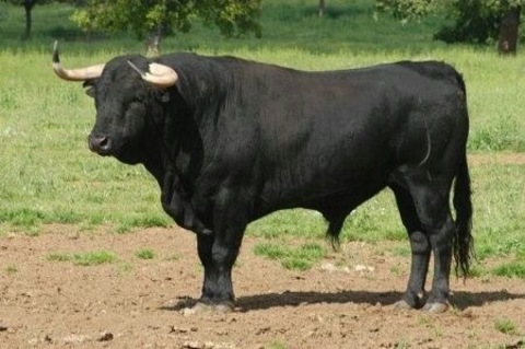 bosshogg8 header picture leakfans.com