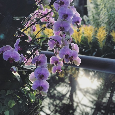 boybloom header picture leakfans.com