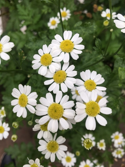 brjulia header picture leakfans.com