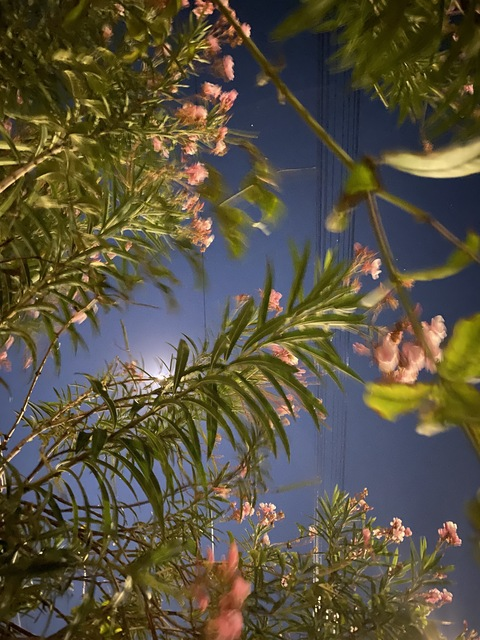 brolyaltacc header picture leakfans.com