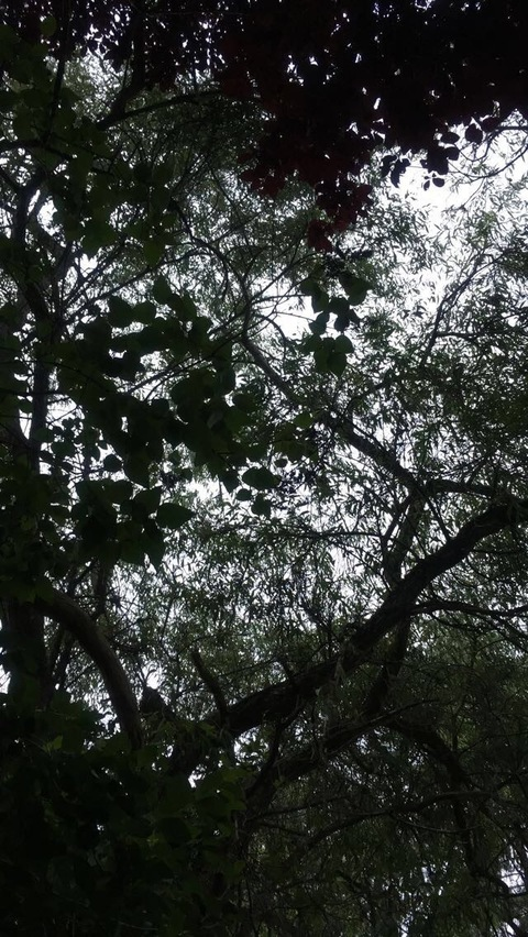 brooklynbbx header picture leakfans.com