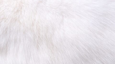 Header of bunneh.feet