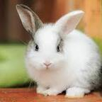 bunniluvrrr profile picture leakfans.com