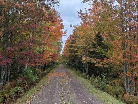 busbuddies header picture leakfans.com