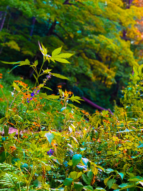 callmetoxic header picture leakfans.com