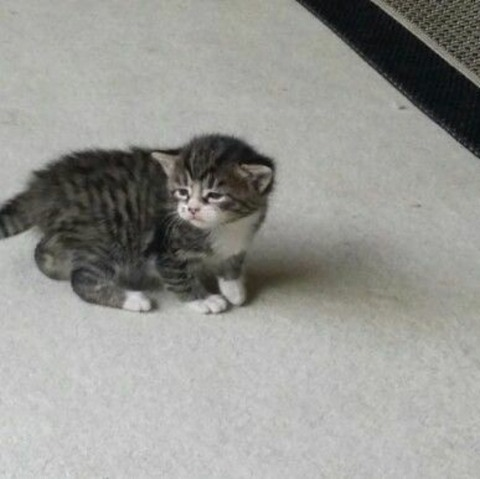 caoimhe header picture leakfans.com