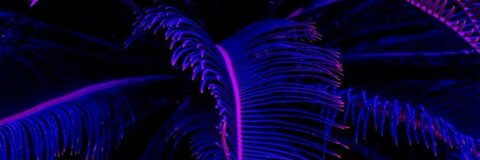 castaspelli header picture leakfans.com