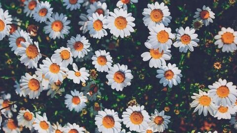 cat_bean header picture leakfans.com