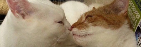 catluvr666 header picture leakfans.com