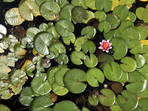 catsncake header picture leakfans.com