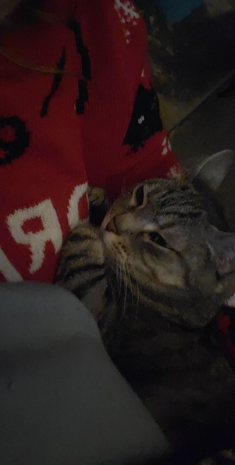 cattales2014 header picture leakfans.com