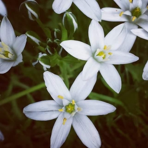 celestitetheselkie header picture leakfans.com