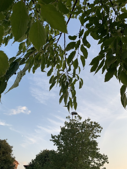 chiarac header picture leakfans.com