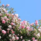 chokedbarbie profile picture leakfans.com